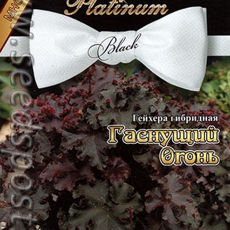 Гейхера гибридная Гаснущий огонь, 8 шт. Platinum Black