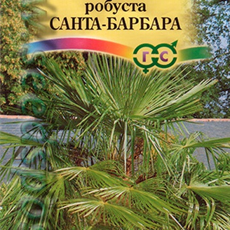 Вашингтония мощная Санта-Барбара, 3 шт.