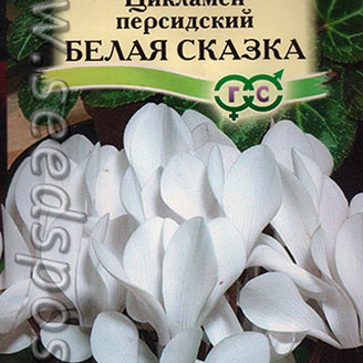 Цикламен персидский Белая сказка, 3 шт.