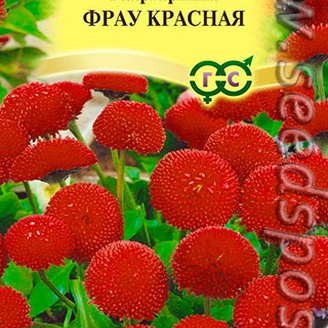 Маргаритка Фрау Красная, 5 шт. Элитная клумба