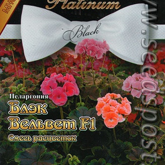 Пеларгония Блэк Вельвет F1, Смесь, 5 шт. Platinum Black