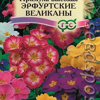 Примула высокая Эрфуртские великаны, 20 шт.