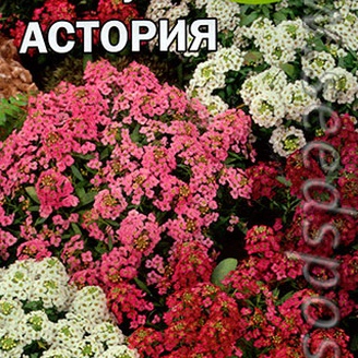 Алиссум Астория, Смесь, 0,1 г