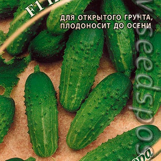 Огурец Погребок, 10 шт. Семена от автора