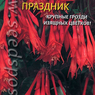 Фуксия Праздник, 3 шт.