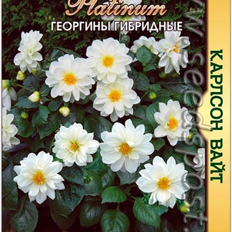 Георгины гибридные Карлсон Вайт, 10 шт. Platinum