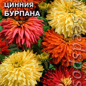 Цинния хризантемовидная Бурпана, Смесь, 0,5 г