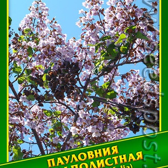 Пауловния Катальполистная, 0,1 г (≈ 60 шт.)   