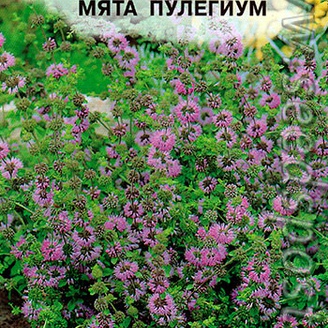 Мята Пулегиум, 0,05 г