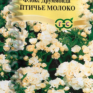 Флокс Друммонда Птичье молоко, 8 шт. Элитная клумба