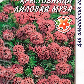 Крестовница Лиловая муза, 0,03 г Многолетники мира