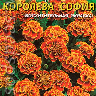 Бархатцы низкорослые Королева София, 45 шт.