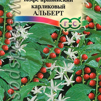 Кофе аравийский карликовый Альберт, 5 шт.