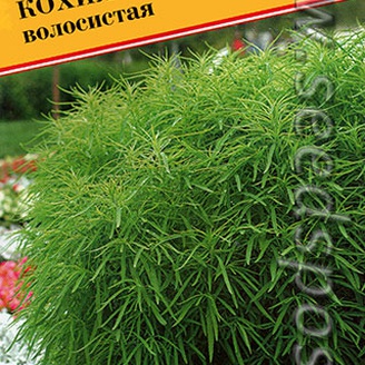 Кохия Волосистая, 1 г Голландская линия