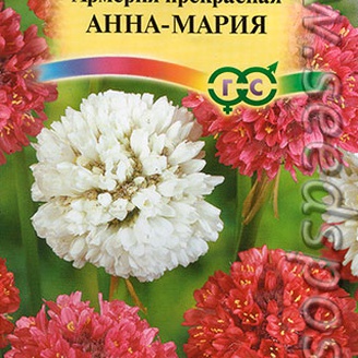 Армерия Анна Мария прекрасная, Смесь окрасок, однолетник,0,03 г