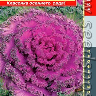 Капуста декоративная Нагойя Красная, 5 шт. Профессиональная серия