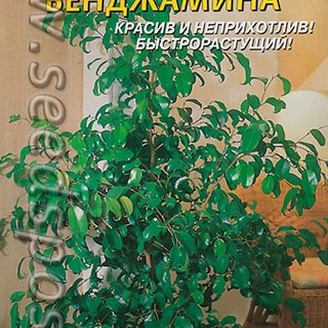 Фикус Бенджамина, 3 шт.