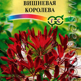 Клеома Вишневая королева, 0,3 г