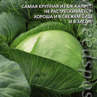 Капуста белокочанная Чудо на Рекорд F1, 0,3 г Семена из Голландии