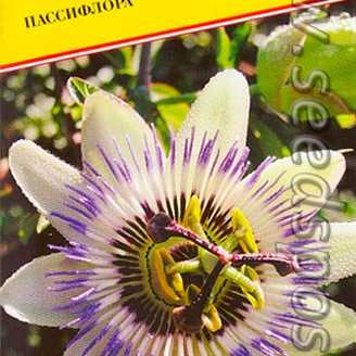 Пассифлора, 20 шт Голландская линия