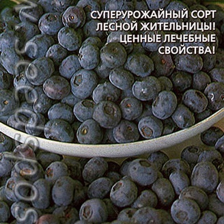 Черника Заздравная, 0,05 г