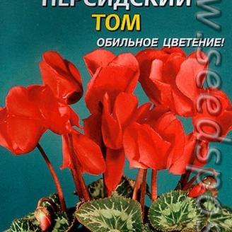 Цикламен персидский Том, 3 шт.