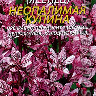 Диктамнус (Ясенец) Неопалимая Купина, 5 шт.