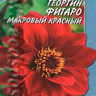 Георгин Фигаро махровый Красный, 7 шт. Новые шедевры мировой селекции