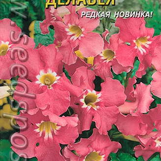 Инкарвиллея Делавея (глоксиния садовая), 9 шт.