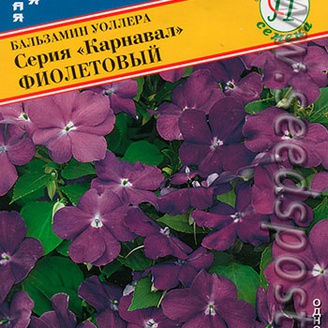 Бальзамин Уоллера Карнавал Фиолетовый, 8 шт.