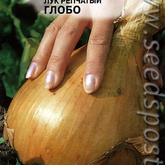 Лук репчатый Глобо, 0,5 г